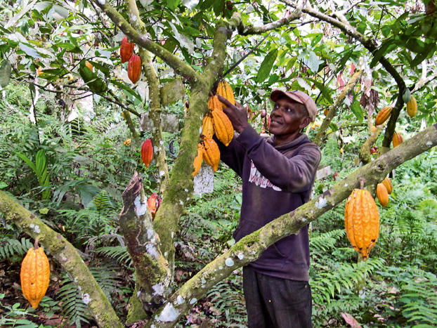 Agroforestry offers potential for greater food security in Africa