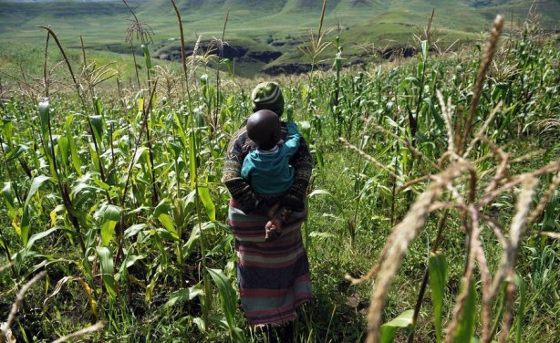 Food Shortage Still a Threat in Sub-Saharan Africa