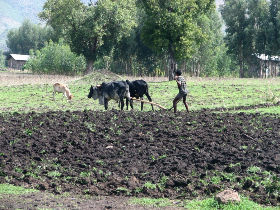 Soil Fertility Project Successful in Ethiopia- ILRI