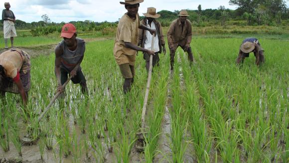 U.N Agency Boosts Food Security in DR Congo