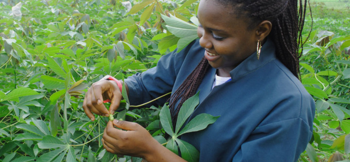 Nigeria: Youths In Agric to Benefit from 2016 Empowerment- Ministry of Agriculture