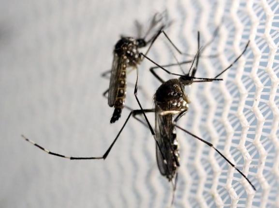 China Confirms First Case of Zika Virus