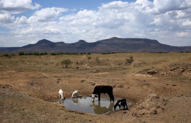 Drought Needs All Hands on Deck – President Zuma
