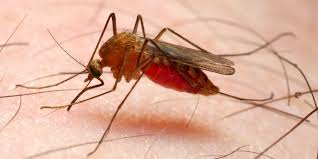 New $65Mln Anti-malaria Initiative to Combat Resistance