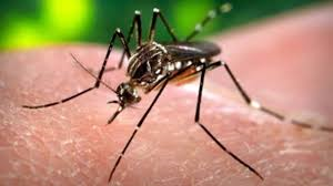 Columbian Businessman in SA Diagnosed with Zika Virus