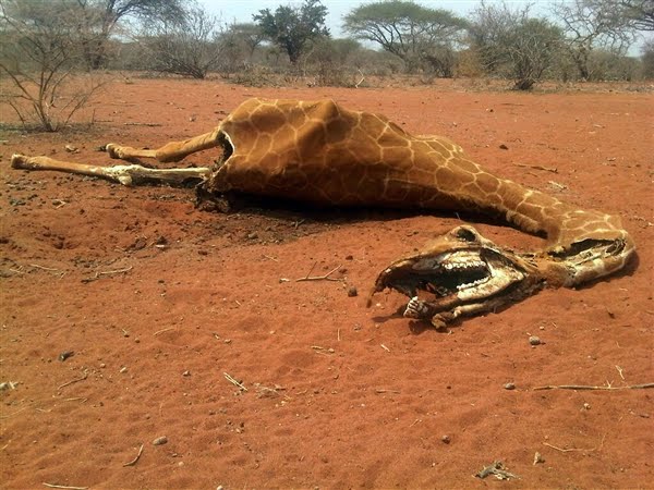 South Africa: Gov’t’s Drought Response Exceeds R1 Billion