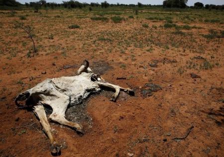 South Africa: Drought Causes $1 bln loss in Agriculture Sector