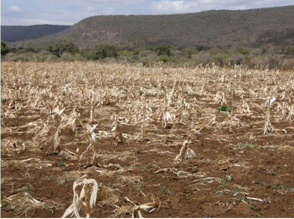 South Africa: Over 40 000 Farmers Assisted With Drought Relief