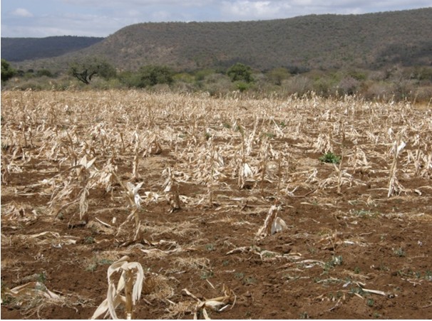 Ethiopia: More Funds Needed to Aid Victims of Drought