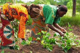 West Africa: FAO, ECOWAS Declare Continuous Support for Women in Agriculture