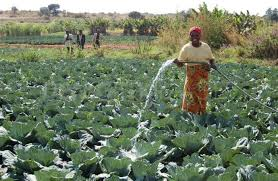 Nigeria: Women Appeal for Sophisticated Farming Tools