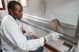 Africa: Trained Rats Help Doctors Detect Tuberculosis