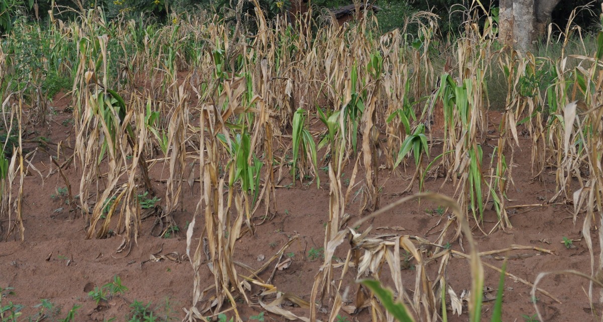 Drought: 8 Million People Require Food Aid in Malawi