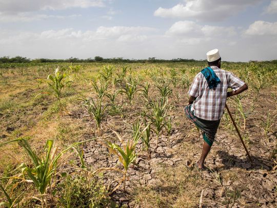 Ethiopia: Ministry to Distribute Seed to Drought Affected Farmers Areas
