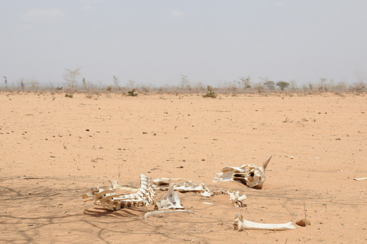 Somalia: UN Calls for Urgent Action to Support Drought-Hit Communities