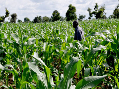 Nigeria: Chinese Firm Launches Agriculture Training in Nigeria