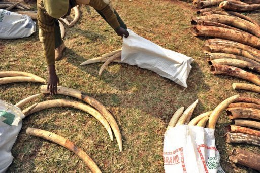 Tanzania: Dar Petitions UN Body on Ivory Trade Ban