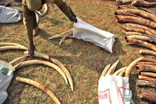 Tanzania: Dar Petitions UN Body on Ivory Trade Ban