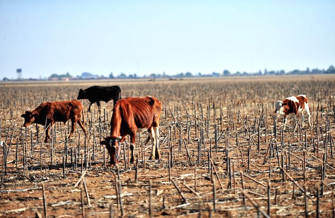 Southern Africa: SADC Needs N$40billion for Drought Relief