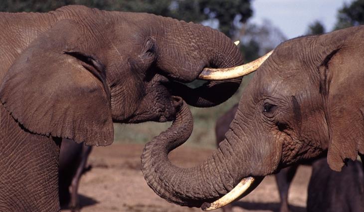 Zimbabwe to Fight Elephant Poaching with Drones