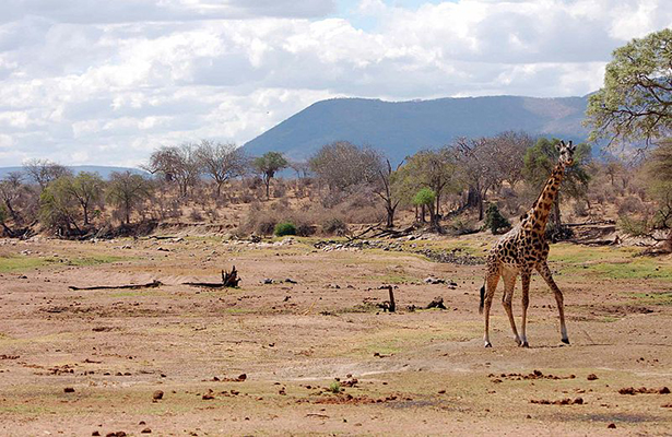 Tanzania Needs $1billion to Address Climate Issues