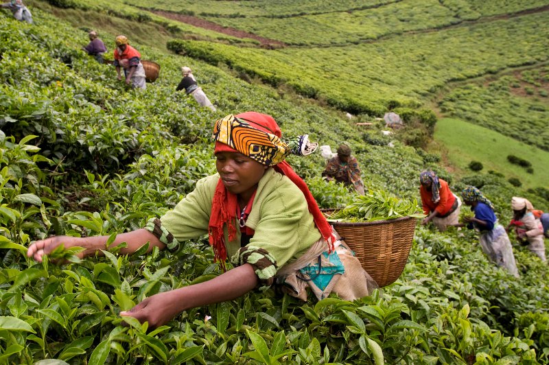 Africa: Agricultural Sector Gets US $30 Billion Boost