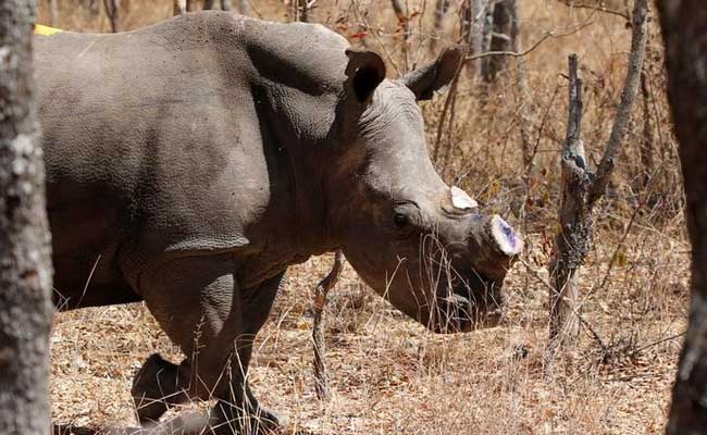 Zimbabwe: Gov’t Embarks On Rhino De-Horning