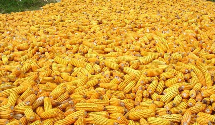 Zambia: How Drought Conditions Push up Food Prices