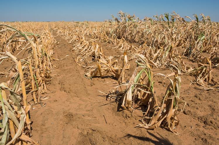 Africa: ‘Climate Change a Big Threat to Food Security’