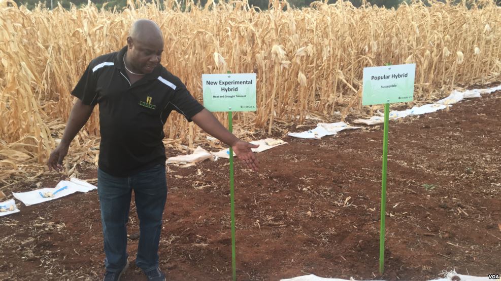 Zimbabwean Scientists Unveil Maize Seeds Resistant to Heat, Drought