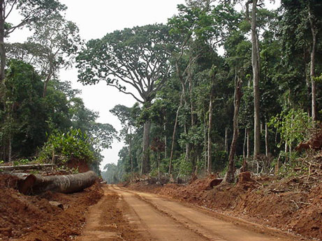 African Nations Agree to Protect Forests