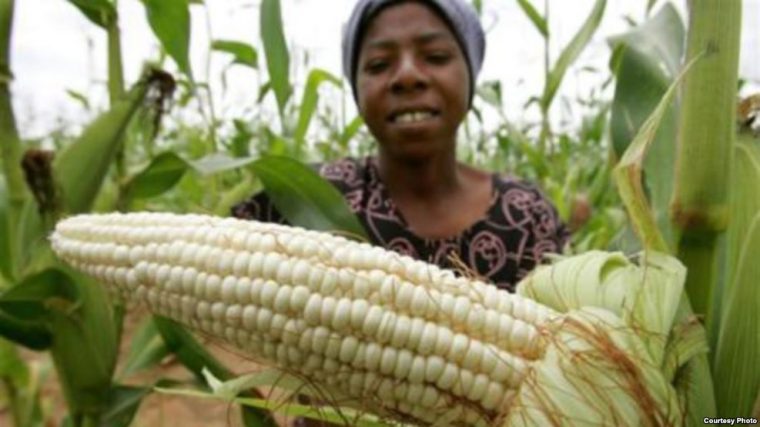 Zimbabwe: Gov’t’s Command Agriculture Programme Empowers Women