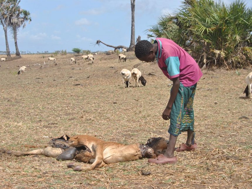 Kenya: President Declares Drought a National Disaster