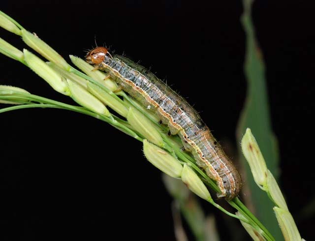 Cold Weather Curbs Armyworm Outbreak in South Africa-Grain SA
