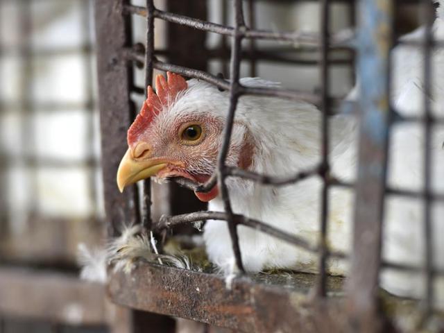 Cameroon Confirms H5N8 Bird Flu Outbreak in the North: OIE