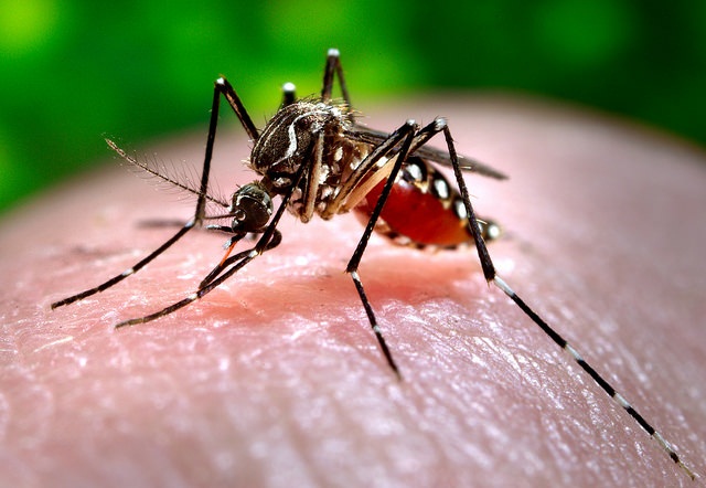 New Mosquito Species Threaten Rural Tanzania