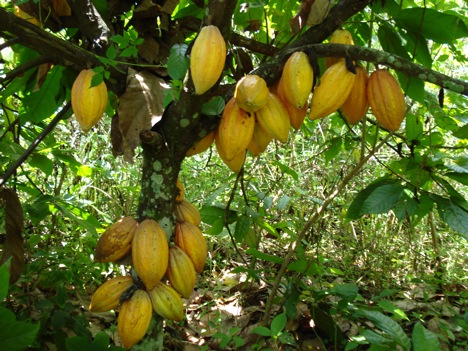 Ghana Plans Reduced Cocoa Prices to aid Local Processors