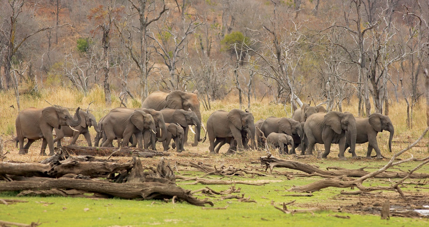 Zimbabwe to Export Wildlife to DRC, Gambia