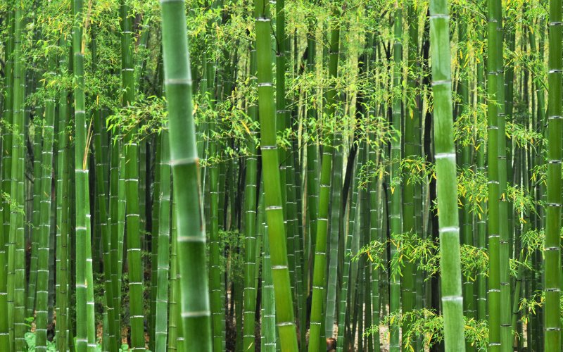 Nairobi Set to Tackle Water Shortage Through Bamboo Cultivation