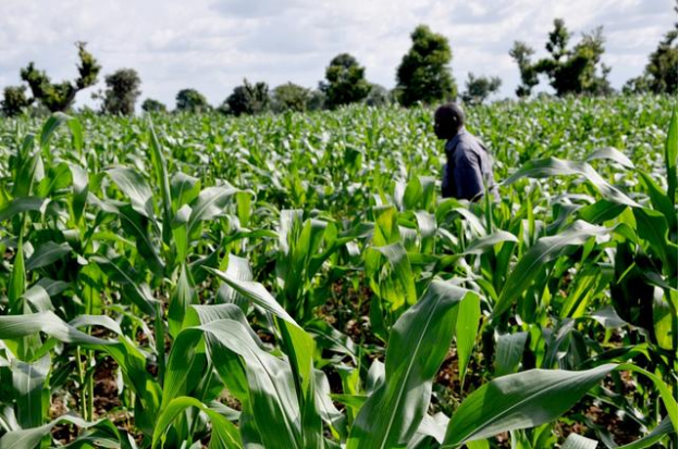Zimbabwe: AMA Issues $80 million for Purchase of Maize