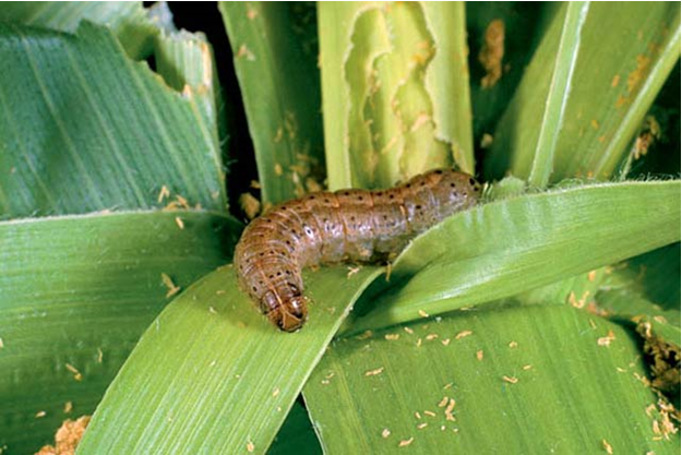 FAO, AUC Set to Tackle Wide Spread Of Army Worm