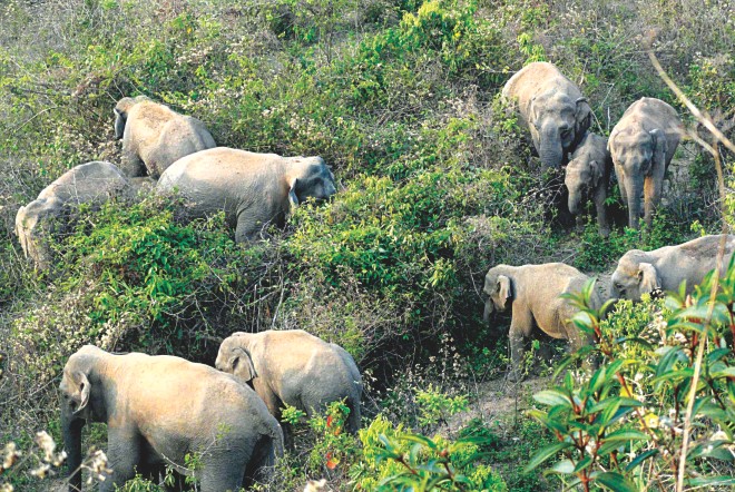 Wild Elephants Invade Villages in Tanzania