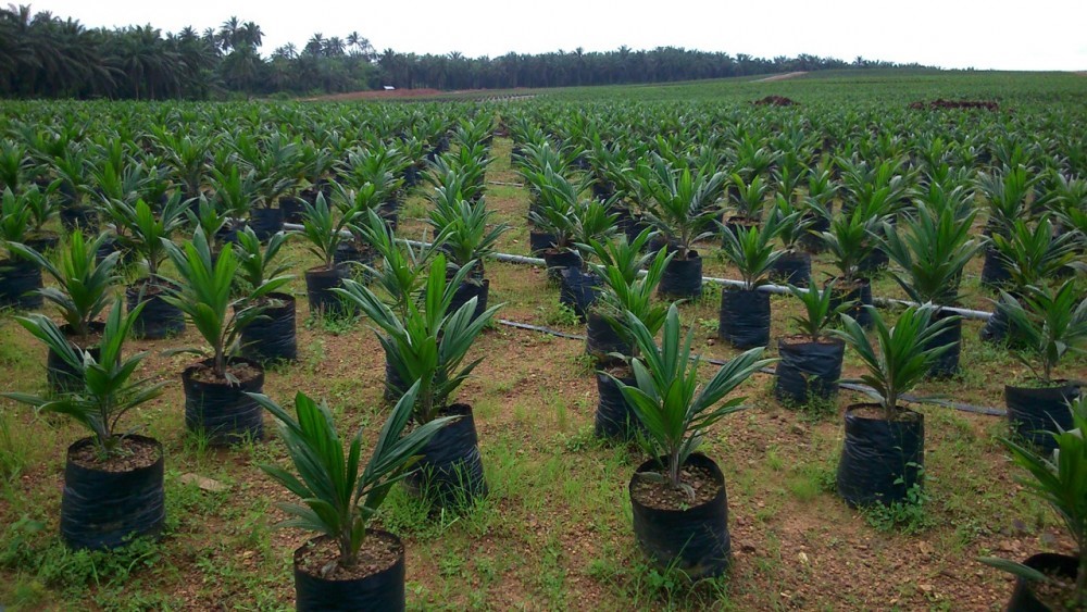 Nigeria: EU Provides Tree Seedlings To Farmers In  Kastina