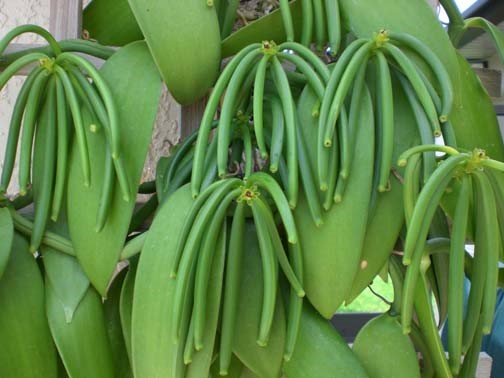 Madagascar: Vanilla Beans Breeds Lucrative Environment