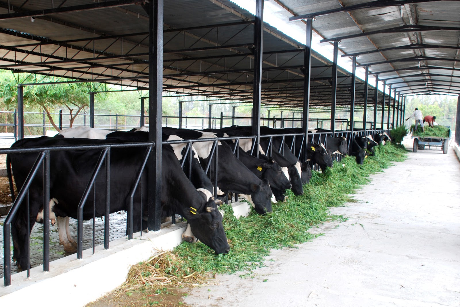 Denmark Launches Dairy Development Project in Ethiopia