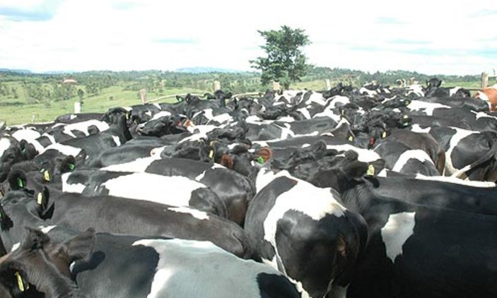 KENYA: AGRIC. MINISTRY SPENDS Sh2.2 BILLION ON COOLERS FOR DAIRY FARMERS