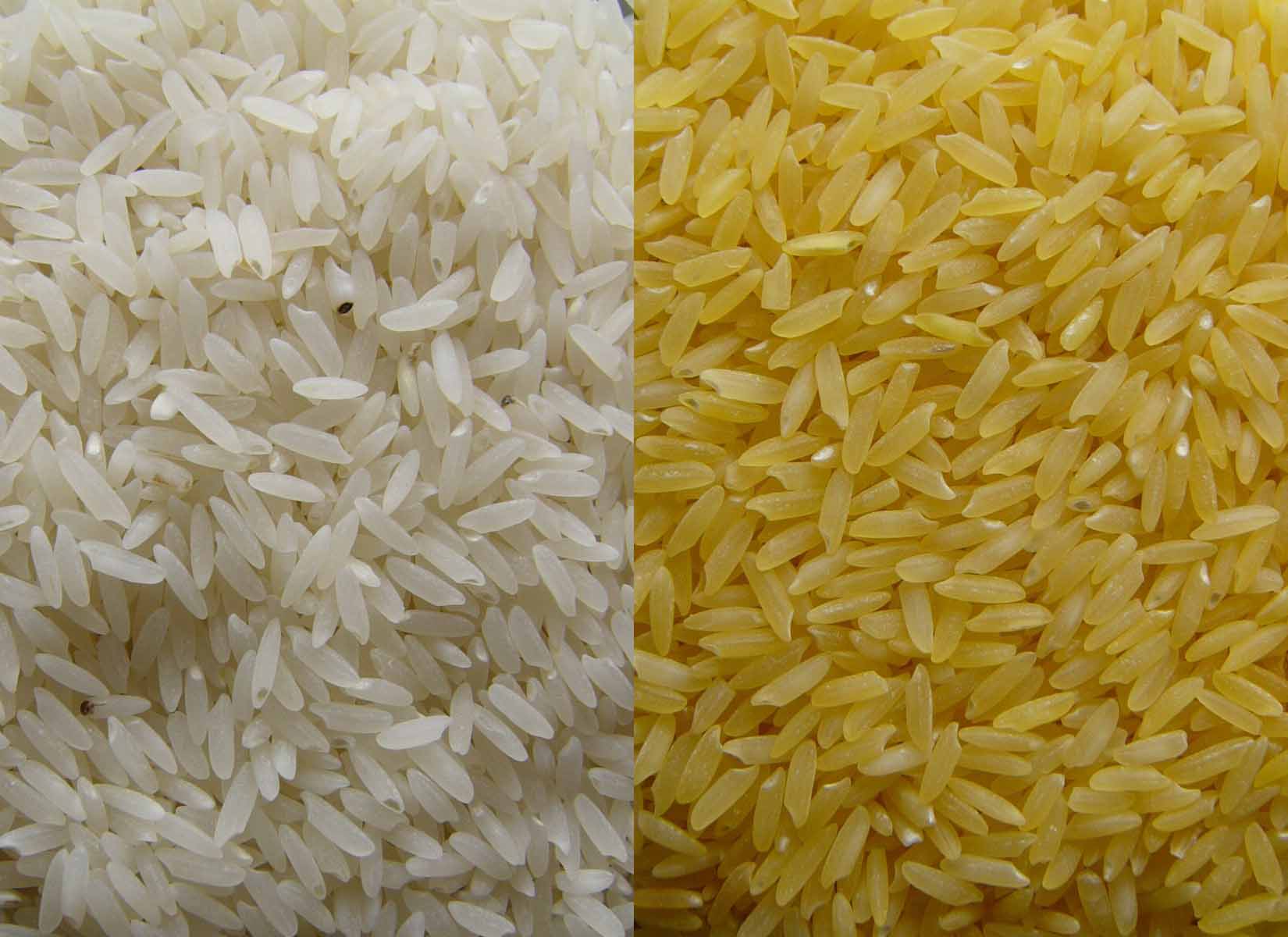 Namibia experiment Chinese rice varieties to boost quality rice production