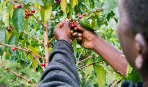 Kenya: Coffee Beans Ranked As the Best In The Industry