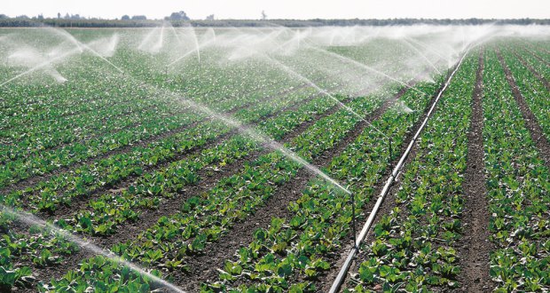 Ugandan Government Invests in Irrigation