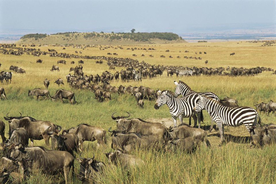 Africa’s Annual Great Migration – the Experience of a Lifetime